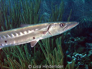 Barracuda cruising the shallows while I try to get closer... by Lisa Hinderlider 